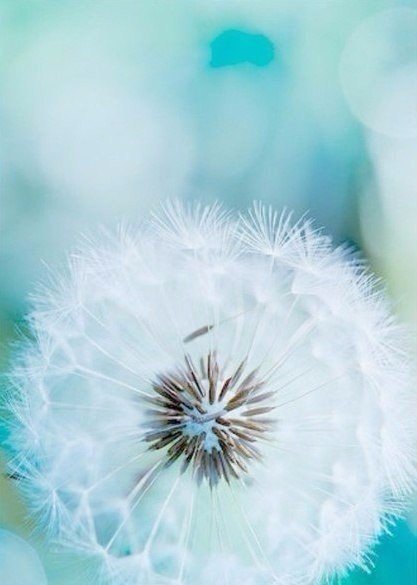 Одуванчик - оригинал