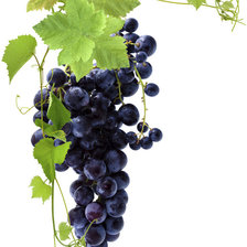 Схема вышивки «виноград»