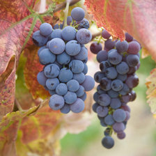 Схема вышивки «виноград»