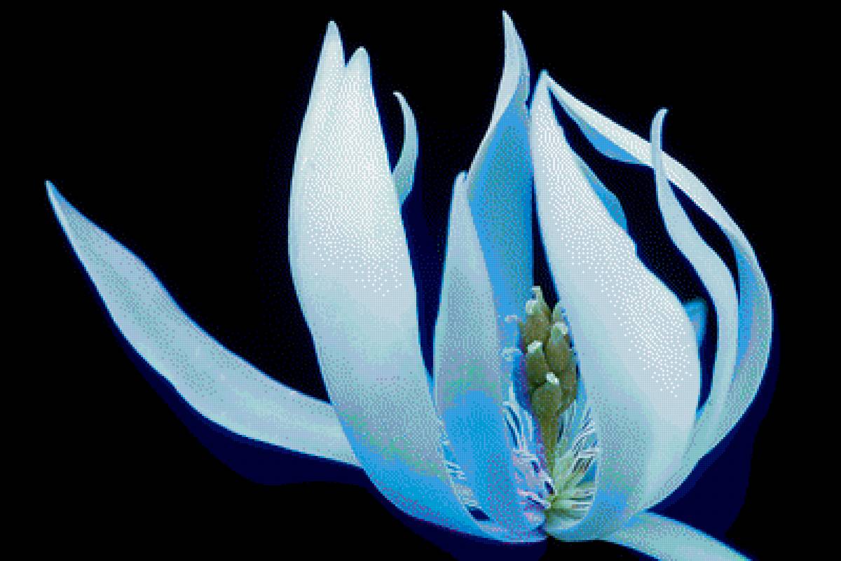 Магнолия - цветок, магнолия, интерьер, цветы - предпросмотр