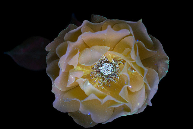 Желтая роза - цветы, цветок, роза, интерьер - оригинал