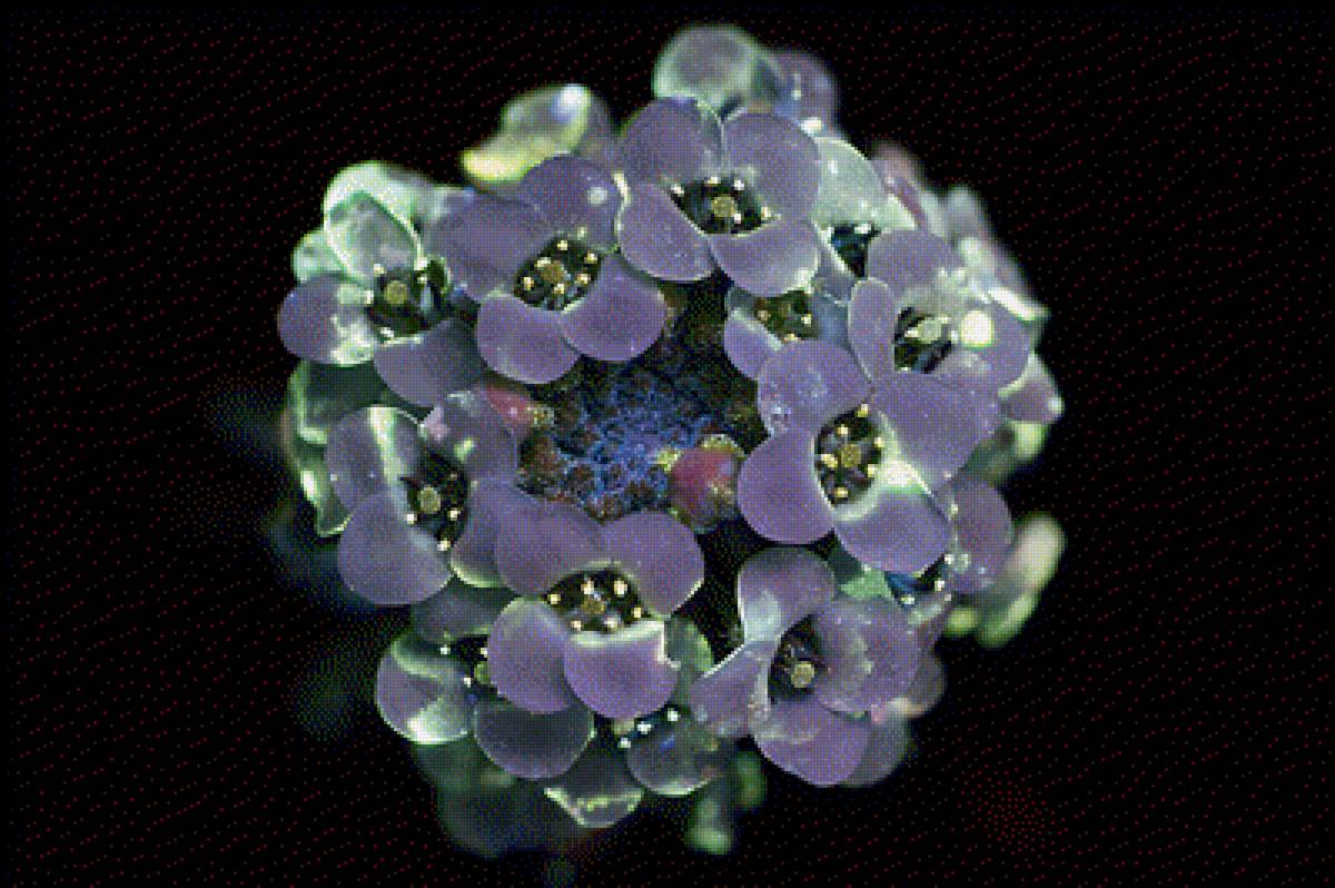 Алиссум - цветы, цветок, алиссум, интерьер - предпросмотр