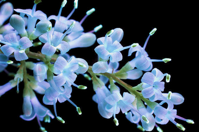 Tiny Sweet Flowers - цветок, цветы, tiny sweet flowers, интерьер - оригинал