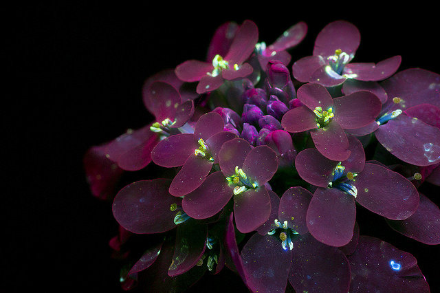 Алиссум - интерьер, цветок, алиссум, цветы - оригинал