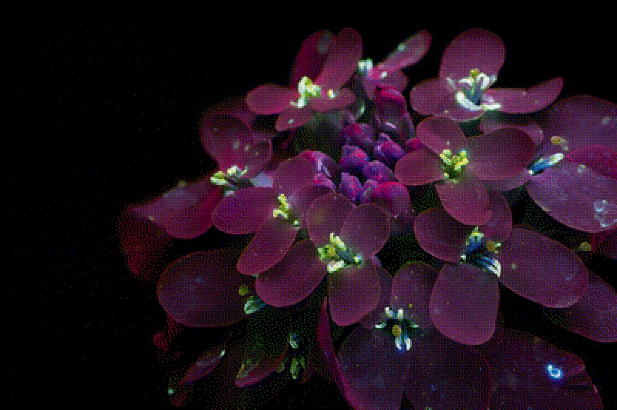 Алиссум - интерьер, алиссум, цветы, цветок - предпросмотр