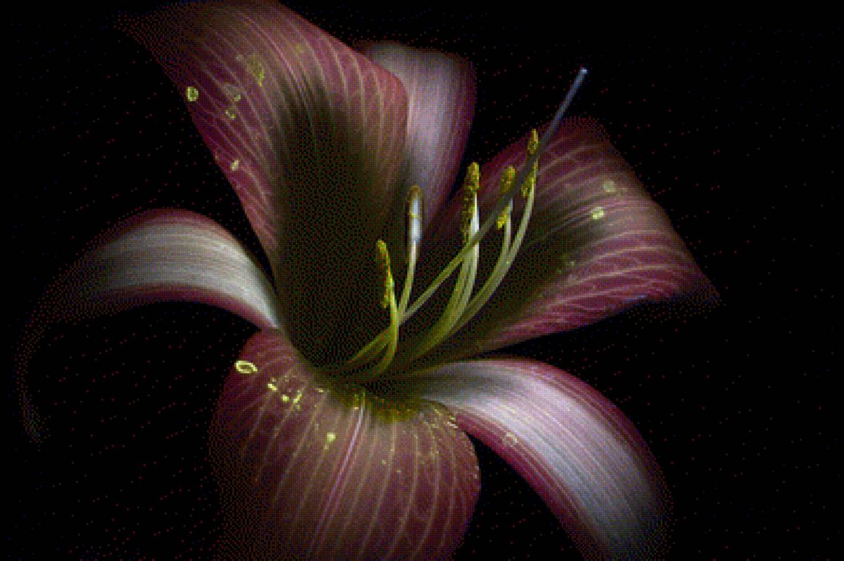 Лилия - цветы, цветок, интерьер, лилия - предпросмотр