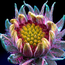 Схема вышивки «Гайлардия (Драконье гнездо)»