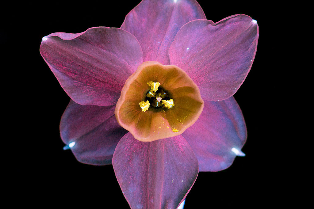 Нарцисс - нарцисс, цветы, цветок, интерьер - оригинал