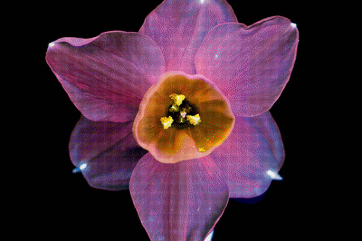 Нарцисс - цветы, нарцисс, интерьер, цветок - предпросмотр