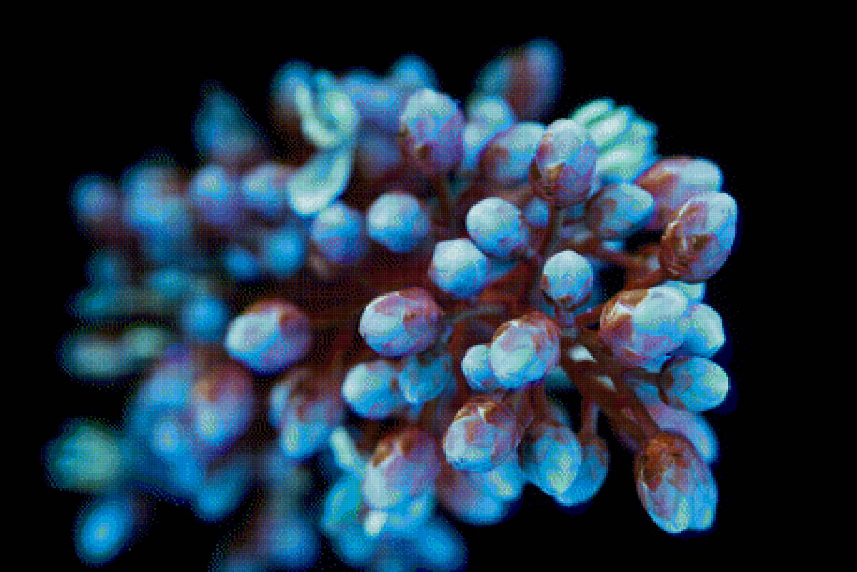 Священный бамбук (Heavenly Bamboo, Sacred Bamboo) - цветы, священный бамбук, nandina domestica, цветок, интерьер - предпросмотр