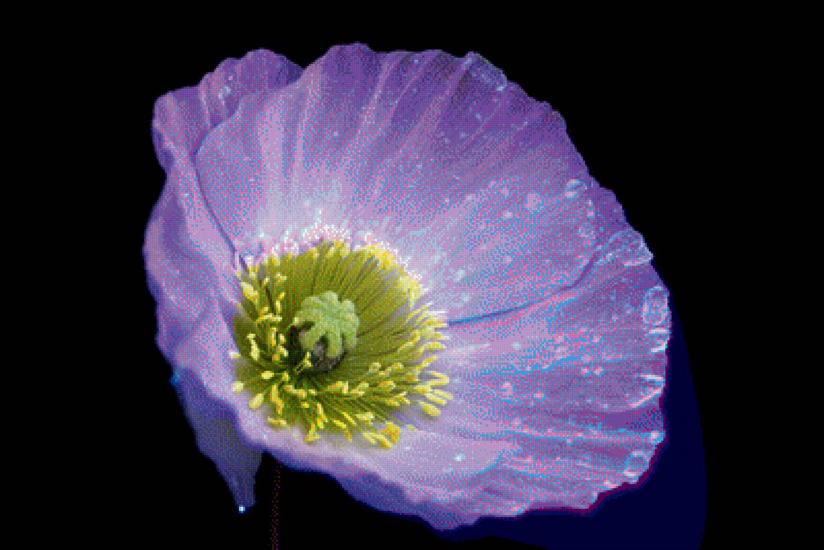 Исландский мак - цветы, цветок, интерьер, мак - предпросмотр