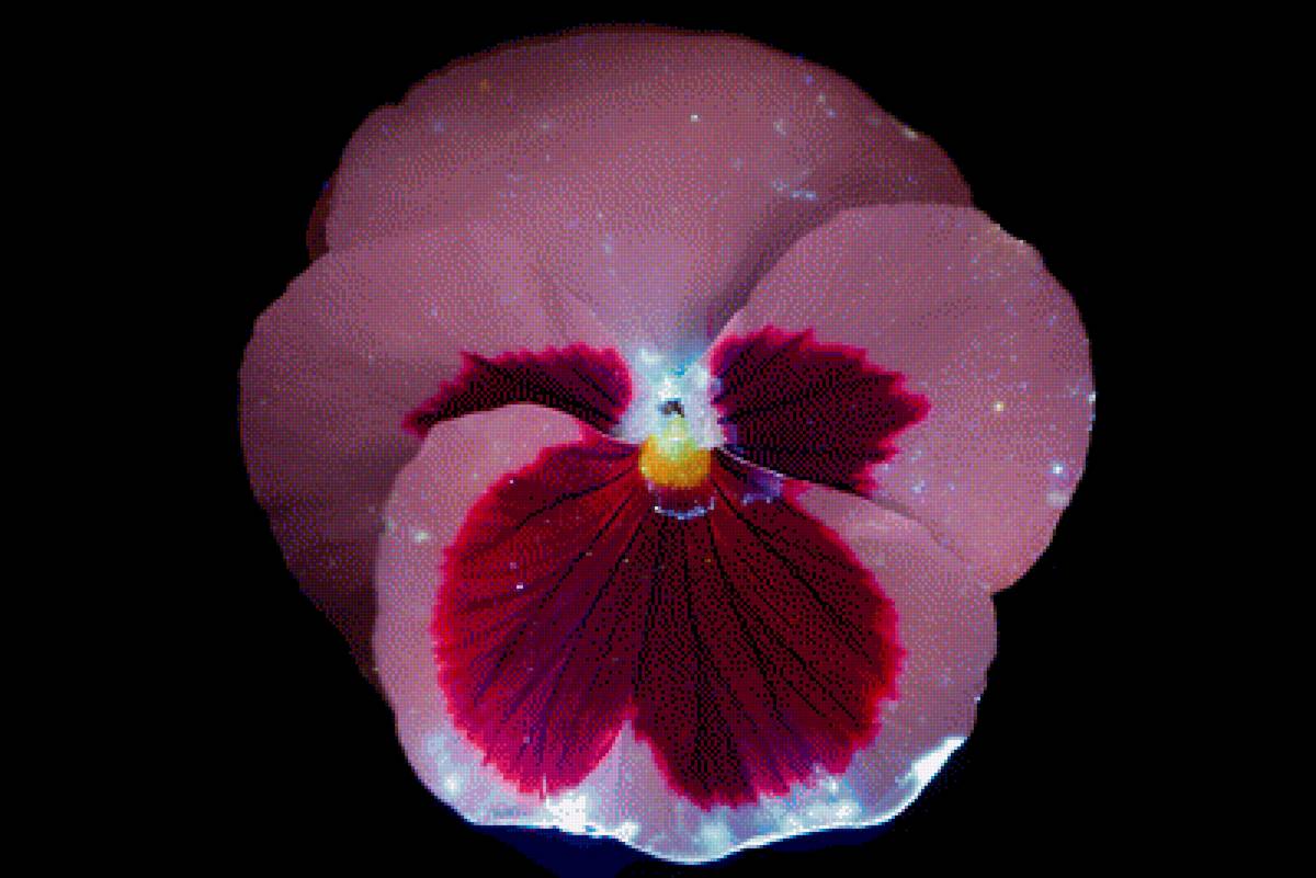 Незабудка - цветок, цветы, интерьер, незабудки - предпросмотр