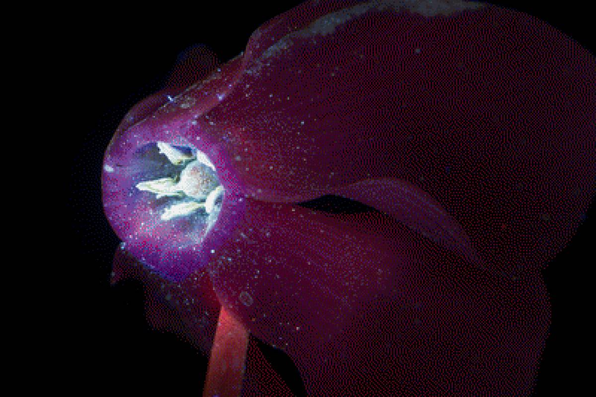 Цикламен - цикламен, цветок, цветы, интерьер - предпросмотр