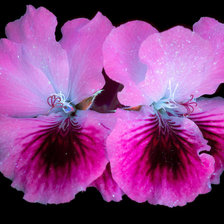 Герань (Patterned Geraniums)