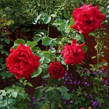 Схема вышивки «розы»