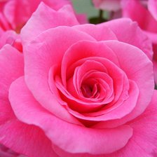 Схема вышивки «роза»