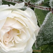 Схема вышивки «розы»