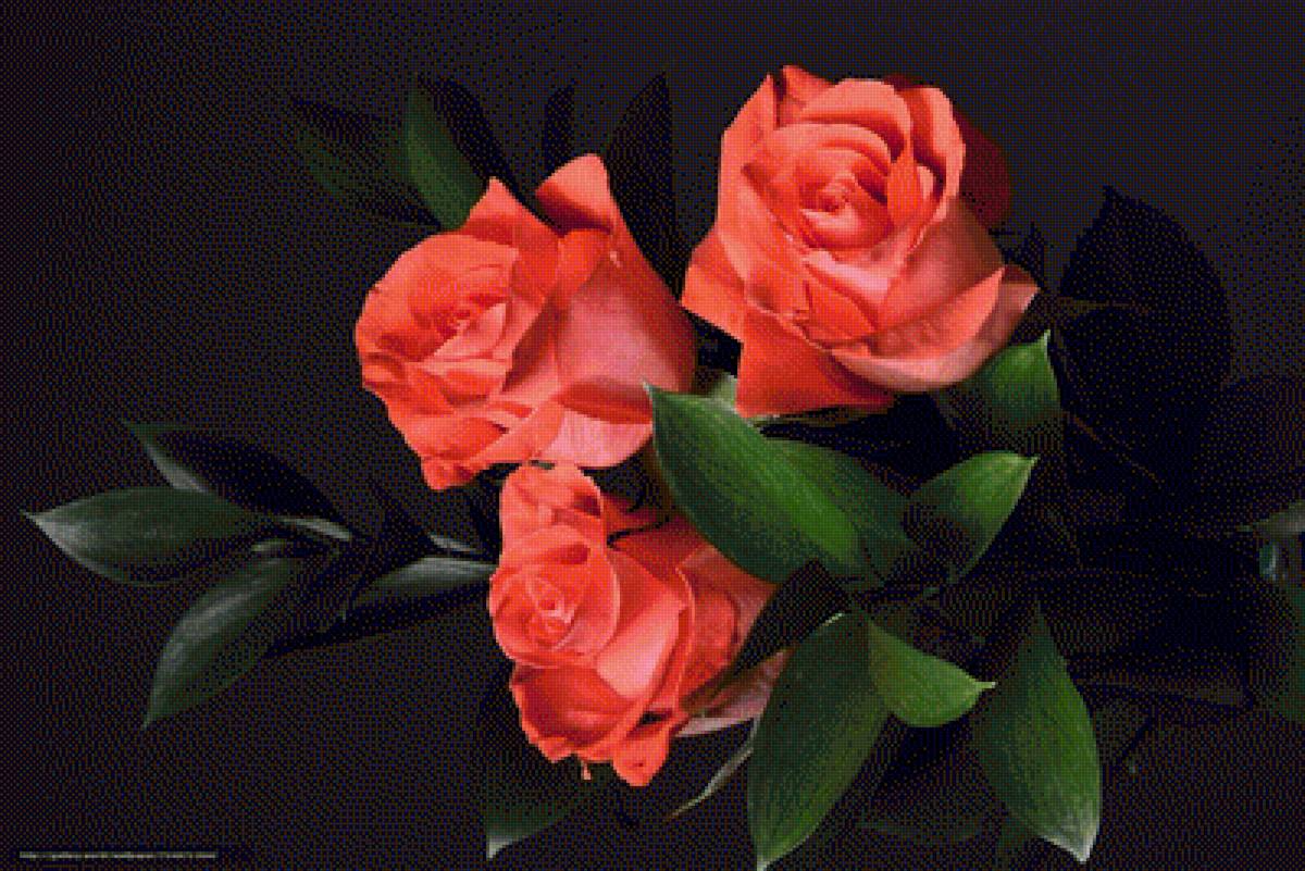 розы - предпросмотр