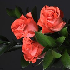 Схема вышивки «розы»