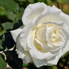 Схема вышивки «розы»