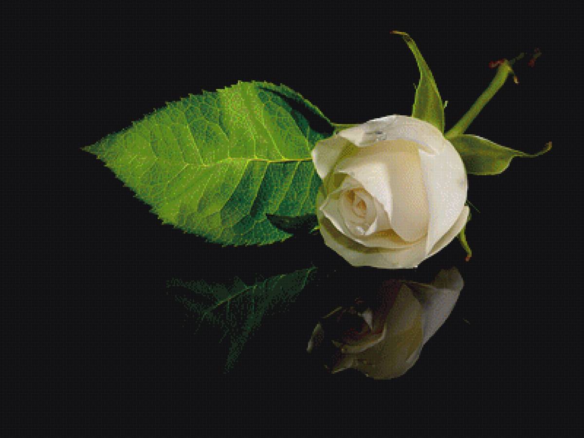 розы - предпросмотр