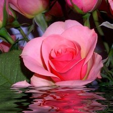 Схема вышивки «розы»