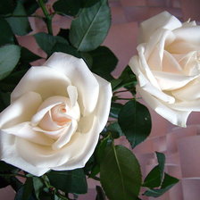 Схема вышивки «розы»