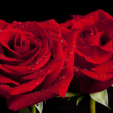 Схема вышивки «розы»