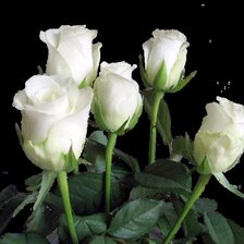 Схема вышивки «розы»