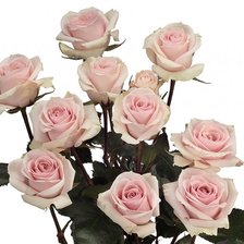 Схема вышивки «розы»