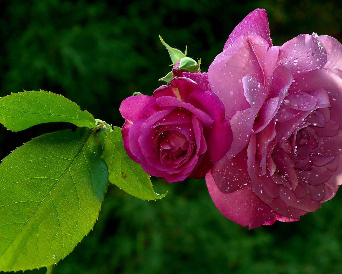 розы - оригинал