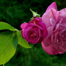 Схема вышивки «розы»