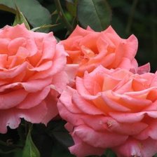 Схема вышивки «розы»