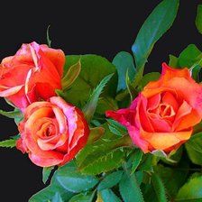 Схема вышивки «розы»