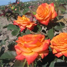 Схема вышивки «розы»