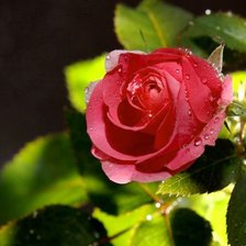 Схема вышивки «розы»