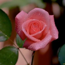 Схема вышивки «розы»