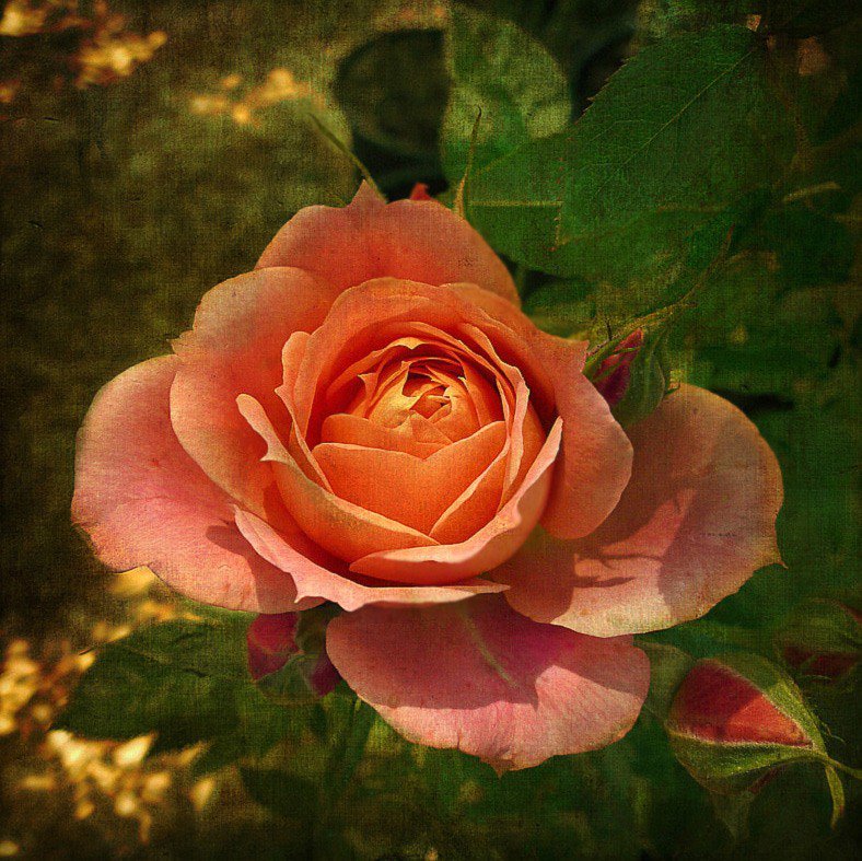 розы - оригинал