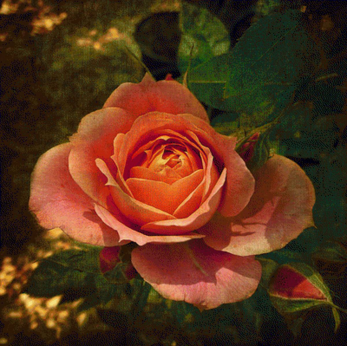 розы - предпросмотр