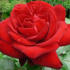 Схема вышивки «розы»