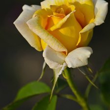 Схема вышивки «розы»