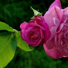 Схема вышивки «розы»