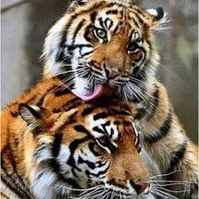 Схема вышивки «тигры»