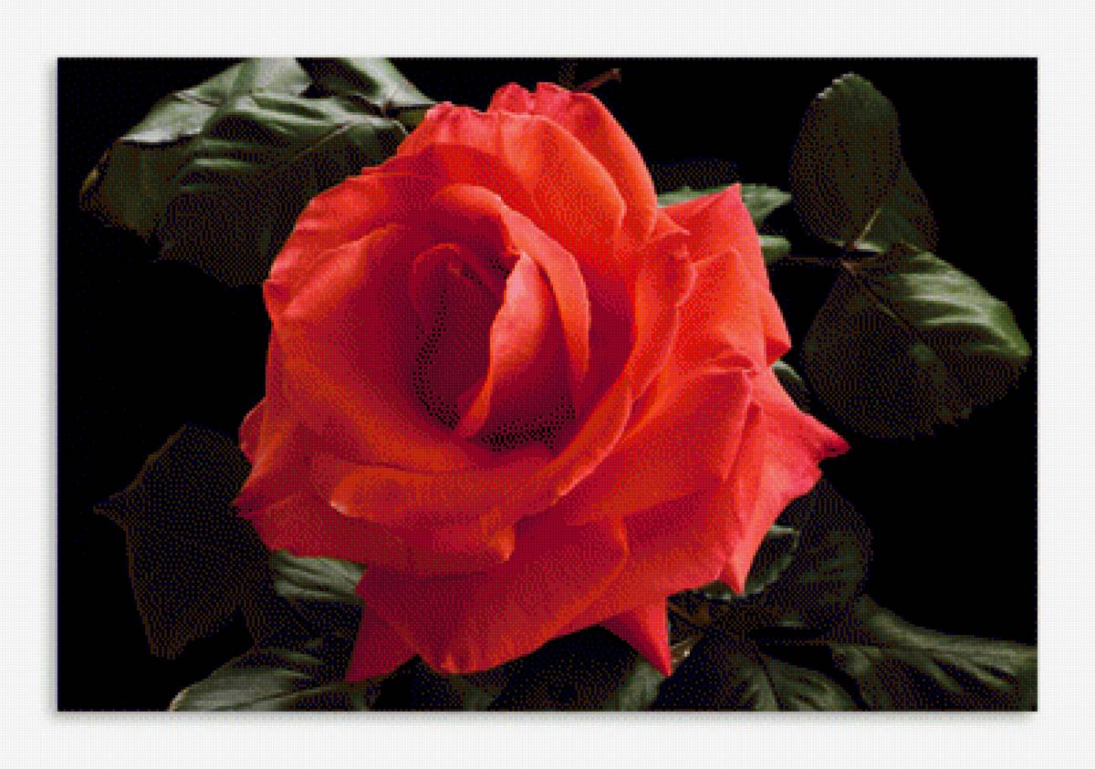 розы - предпросмотр