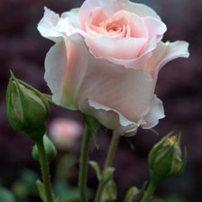 Схема вышивки «розы»