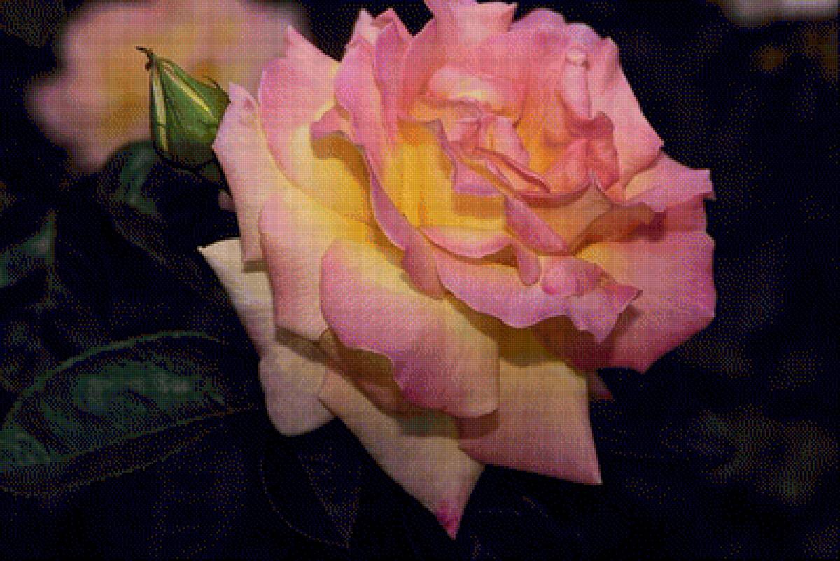 розы - предпросмотр