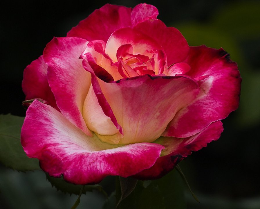 розы - оригинал