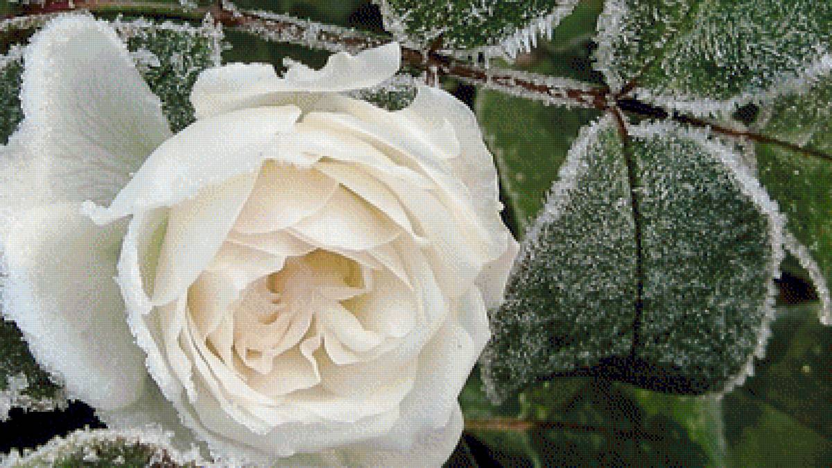 розы - предпросмотр