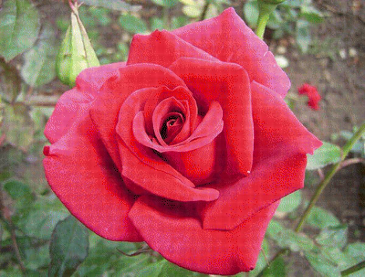 розы - предпросмотр