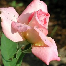 Схема вышивки «розы»